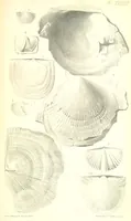 An illustration from Report on the Geology of the County of Londonderry, and of parts of Tyrone and Fermanagh. [With maps and plates (1843)