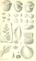 An illustration from Report on the Geology of the County of Londonderry, and of parts of Tyrone and Fermanagh. [With maps and plates (1843)