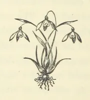 Picture 1 of 5 from Puck: his vicissitudes, adventures, observations, conclusions, friendships, and philosophies, related by himself, and edited by Ouida [pseud., i.e. Louise de la Ramée (1870), leaf 26