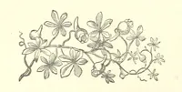 An illustration from Raymond's Heroine. [A novel. By Isabella Harwood (1867)