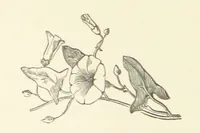 An illustration from Raymond's Heroine. [A novel. By Isabella Harwood (1867)