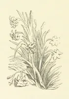 An illustration from Raymond's Heroine. [A novel. By Isabella Harwood (1867)