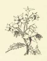 An illustration from Raymond's Heroine. [A novel. By Isabella Harwood (1867)