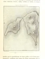 An illustration from La Terre: description des phénomènes de la vie du globe. I. Les Continents. II. L'Ocean, l'Atmosphere, la Vie (1868)