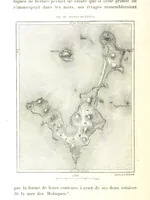 An illustration from La Terre: description des phénomènes de la vie du globe. I. Les Continents. II. L'Ocean, l'Atmosphere, la Vie (1868)