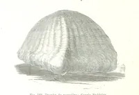 Picture 122 of 224 from La Terre: description des phénomènes de la vie du globe. I. Les Continents. II. L'Ocean, l'Atmosphere, la Vie (1868), leaf 430
