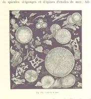 An illustration from La Terre: description des phénomènes de la vie du globe. I. Les Continents. II. L'Ocean, l'Atmosphere, la Vie (1868)