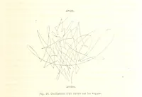 An illustration from La Terre: description des phénomènes de la vie du globe. I. Les Continents. II. L'Ocean, l'Atmosphere, la Vie (1868)