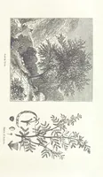 Picture 8 of 93 from Antiquities of the Orient unveiled, containing a concise description of King Solomon's cities, together with those of forty of the most ancient and renowned cities of the East ... With two ... lithographs, and ninety ... engravings (1874), leaf 75