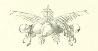 An illustration from The Castaways: a story of adventure in the wilds of Borneo (1870)