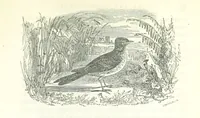 An illustration from The Rhyme and Reason of Country Life: or, selections from fields old and new. By the author of “Rural Hours,” etc (1856)