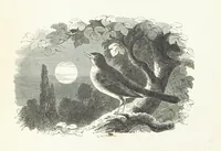 An illustration from The Rhyme and Reason of Country Life: or, selections from fields old and new. By the author of “Rural Hours,” etc (1856)