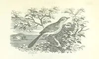 An illustration from The Rhyme and Reason of Country Life: or, selections from fields old and new. By the author of “Rural Hours,” etc (1856)