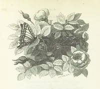 An illustration from The Rhyme and Reason of Country Life: or, selections from fields old and new. By the author of “Rural Hours,” etc (1856)