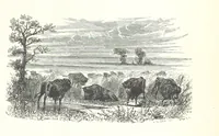 An illustration from The Rhyme and Reason of Country Life: or, selections from fields old and new. By the author of “Rural Hours,” etc (1856)
