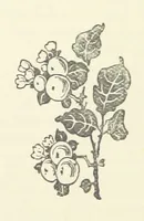 An illustration from Armand de l'Isle. [A novel (1893)