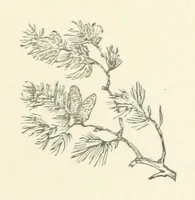 An illustration from Armand de l'Isle. [A novel (1893)