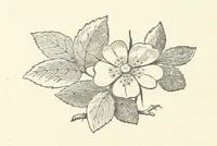 An illustration from Armand de l'Isle. [A novel (1893)