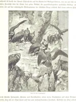 An illustration from Eine Orientreise vom Jahre 1881 ... illustrirt ... von F. von Pausinger (1885)