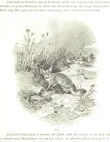 An illustration from Eine Orientreise vom Jahre 1881 ... illustrirt ... von F. von Pausinger (1885)