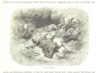 An illustration from Eine Orientreise vom Jahre 1881 ... illustrirt ... von F. von Pausinger (1885)