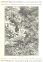 An illustration from Eine Orientreise vom Jahre 1881 ... illustrirt ... von F. von Pausinger (1885)