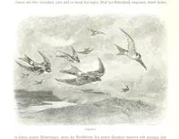 An illustration from Eine Orientreise vom Jahre 1881 ... illustrirt ... von F. von Pausinger (1885)