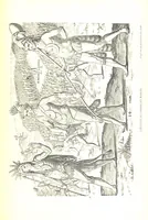 An illustration from La Florida; su conquista y colonización por P. Menéndez de Avilés. [Illustrated (1893)
