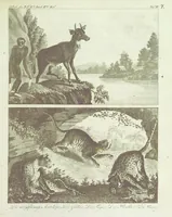 An illustration from Gallerie der Welt, in einer bildlichen und beschreibenden Darstellung von merkwürdigen Ländern: von Völkern ... von Thieren ... von alten und neuen Denkmälern ... Neue verbesserte Auflage. Mit ... Kupfertafeln (1805)