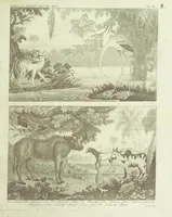 Picture 9 of 16 from Gallerie der Welt, in einer bildlichen und beschreibenden Darstellung von merkwürdigen Ländern: von Völkern ... von Thieren ... von alten und neuen Denkmälern ... Neue verbesserte Auflage. Mit ... Kupfertafeln (1805), leaf 219