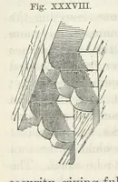 An illustration from Works. Popular edition.] 2 series (1886)
