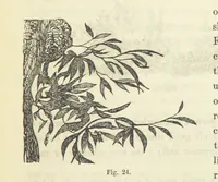 An illustration from Works. Popular edition.] 2 series (1886)