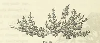 An illustration from Works. Popular edition.] 2 series (1886)