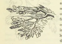 An illustration from Works. Popular edition.] 2 series (1886)