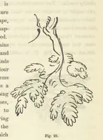 An illustration from Works. Popular edition.] 2 series (1886)