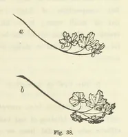 An illustration from Works. Popular edition.] 2 series (1886)