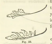 An illustration from Works. Popular edition.] 2 series (1886)