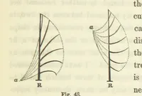 Picture 32 of 116 from Works. Popular edition.] 2 series (1886), leaf 195