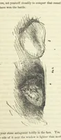 Picture 3 of 116 from Works. Popular edition.] 2 series (1886), leaf 53