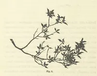 An illustration from Works. Popular edition.] 2 series (1886)