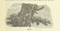 An illustration from Works. Popular edition.] 2 series (1886)