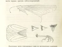 An illustration from Монголія и страна Тангутовъ, трехлѣтнее путешествіе въ Восточной Нагорной Азіи (1875)