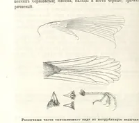 An illustration from Монголія и страна Тангутовъ, трехлѣтнее путешествіе въ Восточной Нагорной Азіи (1875)