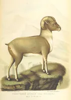 An illustration from Монголія и страна Тангутовъ, трехлѣтнее путешествіе въ Восточной Нагорной Азіи (1875)