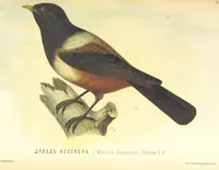 An illustration from Монголія и страна Тангутовъ, трехлѣтнее путешествіе въ Восточной Нагорной Азіи (1875)