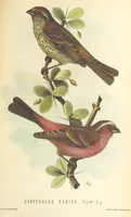 An illustration from Монголія и страна Тангутовъ, трехлѣтнее путешествіе въ Восточной Нагорной Азіи (1875)