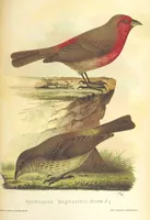 An illustration from Монголія и страна Тангутовъ, трехлѣтнее путешествіе въ Восточной Нагорной Азіи (1875)