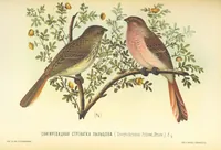 An illustration from Монголія и страна Тангутовъ, трехлѣтнее путешествіе въ Восточной Нагорной Азіи (1875)