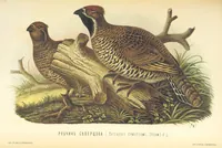 An illustration from Монголія и страна Тангутовъ, трехлѣтнее путешествіе въ Восточной Нагорной Азіи (1875)