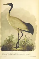 An illustration from Монголія и страна Тангутовъ, трехлѣтнее путешествіе въ Восточной Нагорной Азіи (1875)